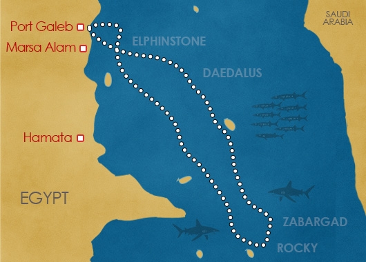 Daedalus - Rocky - Zabargad Elphinstone